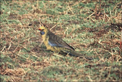 Platycercus caledonicus