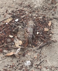 Ocypode gaudichaudii