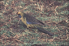 Platycercus caledonicus