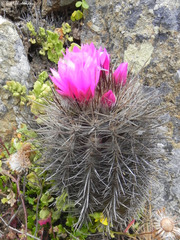 Eriosyce chilensis chilensis