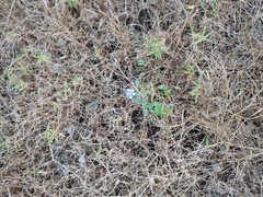 Phaseolus filiformis