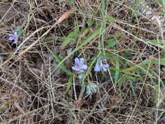 Phaseolus filiformis