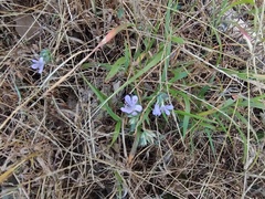 Phaseolus filiformis