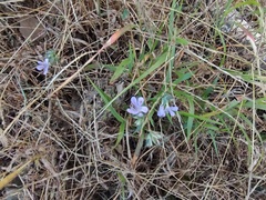 Phaseolus filiformis