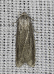 Prionopterina grammatistis