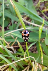 Eriopis connexa