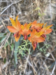 Alstroemeria ligtu simsii
