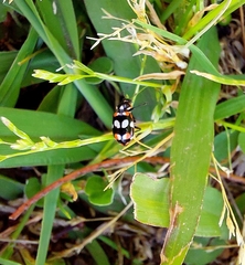 Eriopis connexa