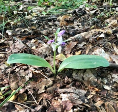 Galearis spectabilis