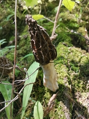 Morchella