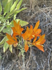 Alstroemeria ligtu simsii