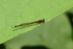 Oxyagrion terminale