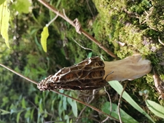 Morchella