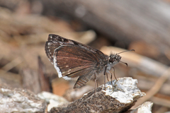 Erynnis pacuvius pacuvius