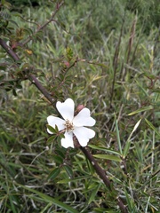 Rosa transmorrisonensis
