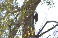 Lepidocolaptes angustirostris