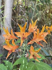Alstroemeria ligtu simsii