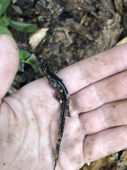 Plethodon albagula