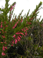 Fuchsia lycioides