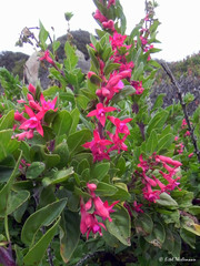 Fuchsia lycioides