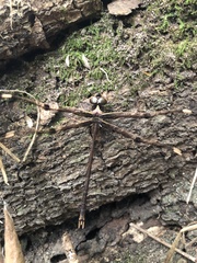 Telephlebia godeffroyi