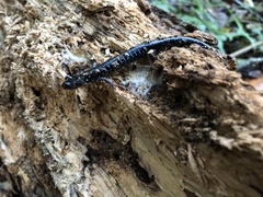 Plethodon albagula