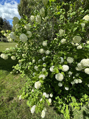 Viburnum macrocephalum