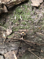 Telephlebia godeffroyi