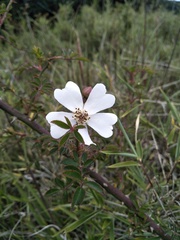 Rosa transmorrisonensis