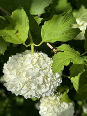 Viburnum macrocephalum
