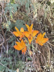 Alstroemeria ligtu simsii