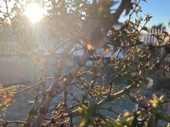 Larrea tridentata