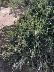 Penstemon neotericus