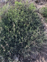 Penstemon neotericus