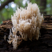 Crown-tipped Coral Fungus - Photo (c) Adam Bryant, some rights reserved (CC BY-NC), uploaded by Adam Bryant