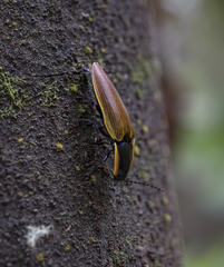 Semiotus luteipennis