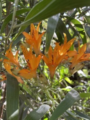 Alstroemeria ligtu simsii
