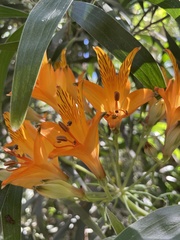 Alstroemeria ligtu simsii