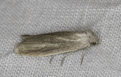 Prionopterina grammatistis