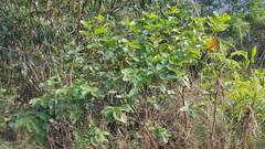 Psidium guajava
