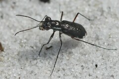 Cicindela scabrosa