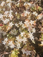 Sedum goldmanii