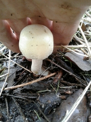 Agaricus essettei
