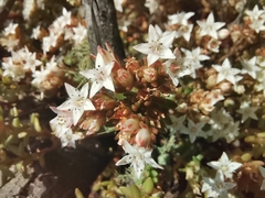 Sedum goldmanii