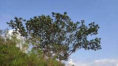 Cecropia peltata