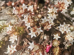 Sedum goldmanii