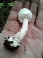 Agaricus essettei
