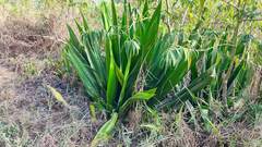 Furcraea andina