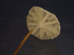 Rhizomarasmius setosus