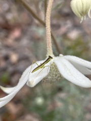 Orthodera